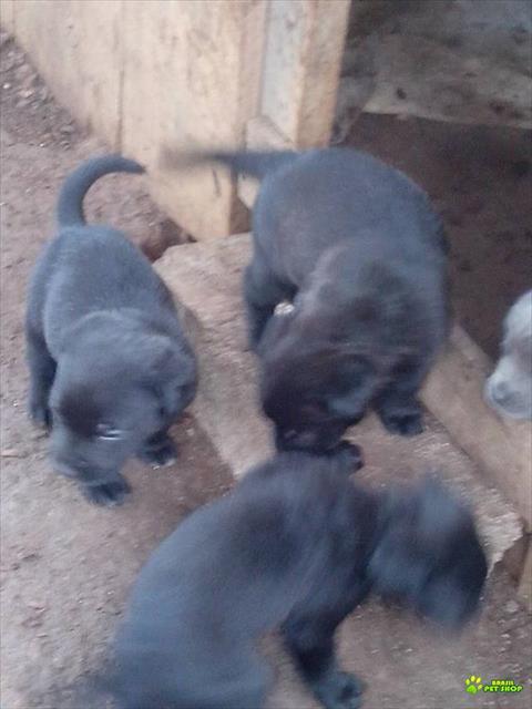 Filhote De Cane Corso
