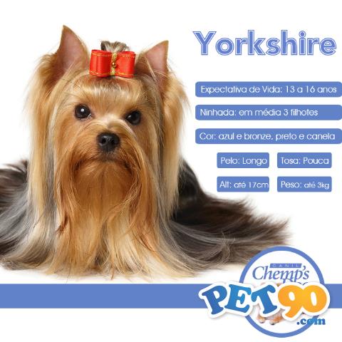 Yorkshire Terrier