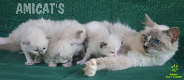 Staffordshire Bull Terrier Filhotes Com Pedigrees Cbkc E Fci.