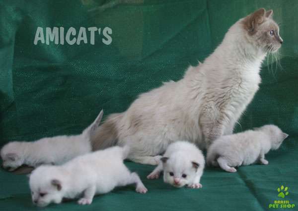 Staffordshire Bull Terrier Filhotes Com Pedigrees Cbkc E Fci.