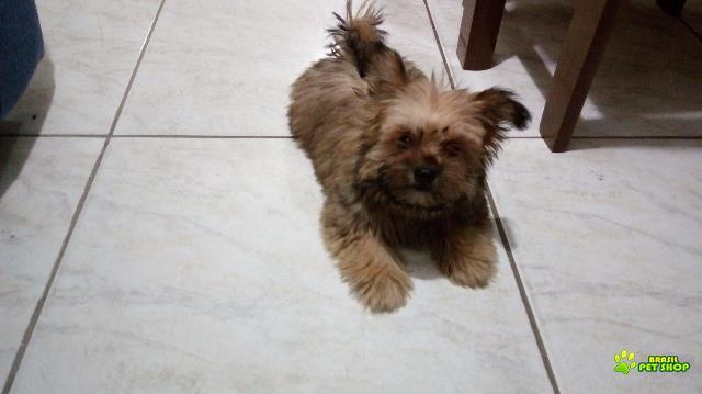 Cachorro Fema 2 Meses