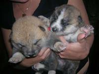 Filhotes Lindos De Akita Inu