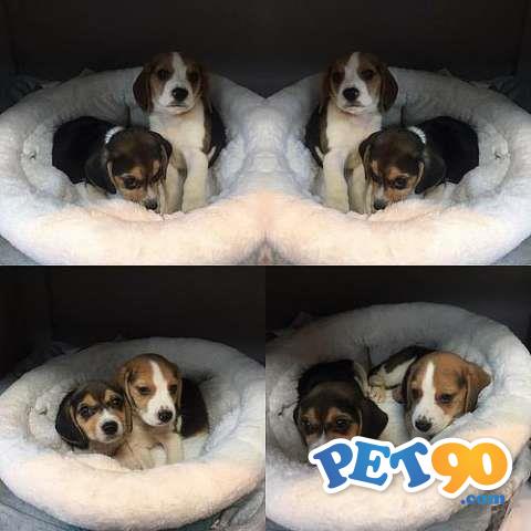Filhotes Graciosos de Beagle