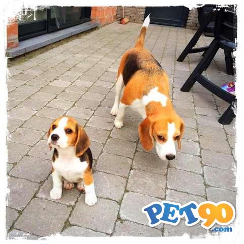 Filhotes Graciosos de Beagle