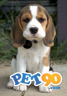 Filhotes Graciosos de Beagle