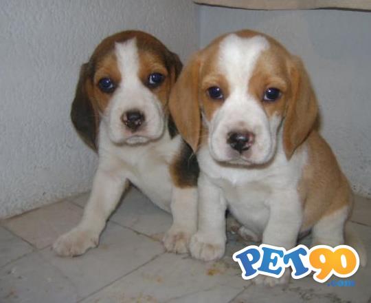 Filhotes Graciosos de Beagle