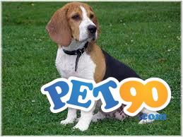 Filhotes Graciosos de Beagle