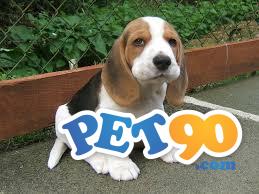 Filhotes Graciosos de Beagle