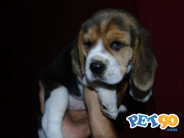 Filhotes Graciosos de Beagle