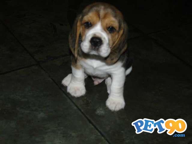 Filhotes Graciosos de Beagle