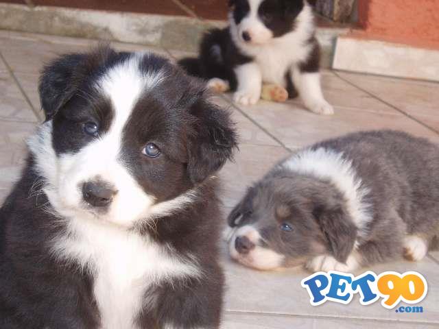 Filhotes Graciosos de Border Collie