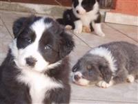 Filhotes Graciosos de Border Collie