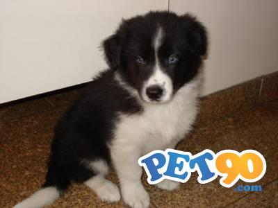 Filhotes Graciosos de Border Collie