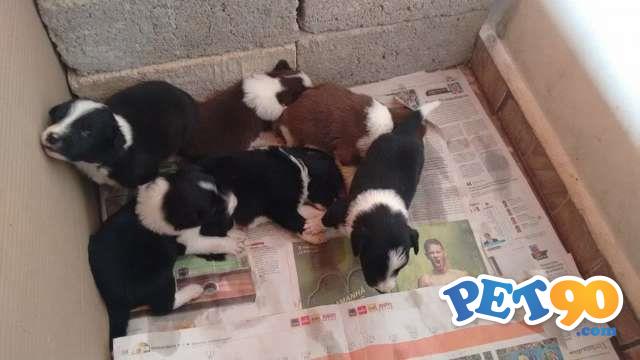 Filhotes Graciosos de Border Collie