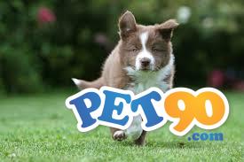 Filhotes Graciosos de Border Collie