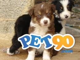 Filhotes Graciosos de Border Collie