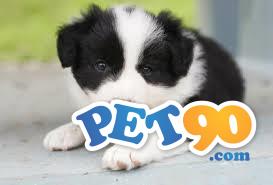 Filhotes Graciosos de Border Collie