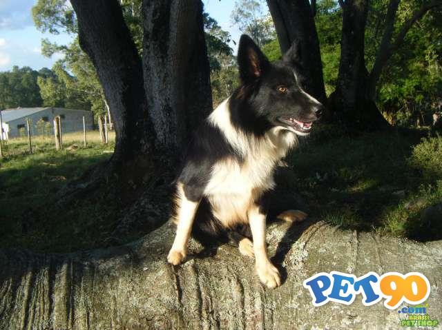 Filhotes Graciosos de Border Collie