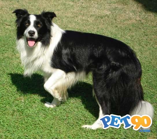 Filhotes Graciosos de Border Collie