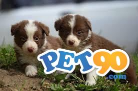 Filhotes Graciosos de Border Collie