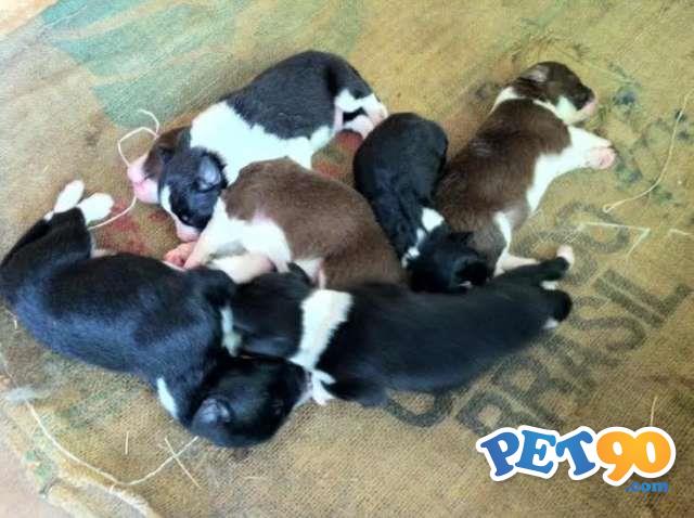 Filhotes Graciosos de Border Collie