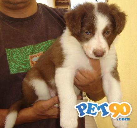 Filhotes Graciosos de Border Collie