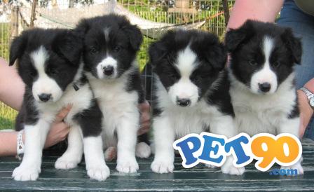 Filhotes Graciosos de Border Collie
