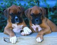 Filhotes Graciosos De Boxer