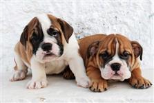 Filhotes Graciosos de Bull dogue Inglês