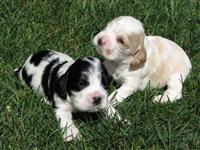 Filhotes Graciosos De Cocker Inglês