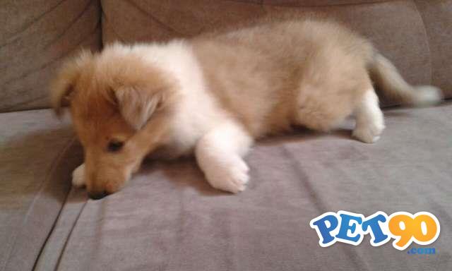 Filhotes graciosos De Collie