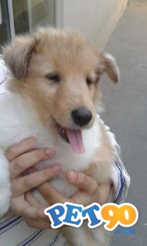 Filhotes graciosos De Collie