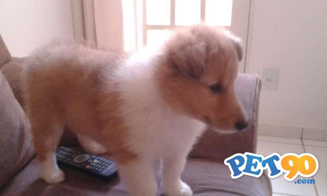 Filhotes graciosos De Collie