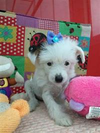 Filhotes graciosos de cão de crista chines