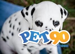 Filhotes graciosos de Dálmata