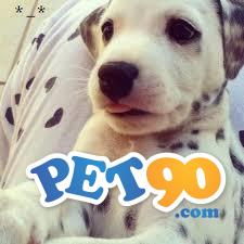 Filhotes graciosos de Dálmata