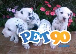 Filhotes graciosos de Dálmata