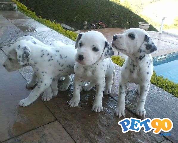 Filhotes graciosos de Dálmata