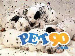 Filhotes graciosos de Dálmata