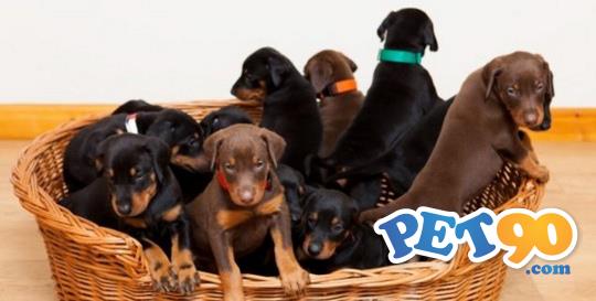 Filhotes graciosos de Doberman