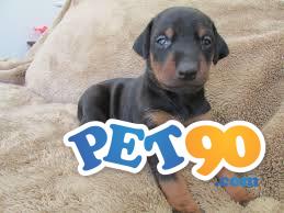 Filhotes graciosos de Doberman