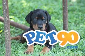 Filhotes graciosos de Doberman