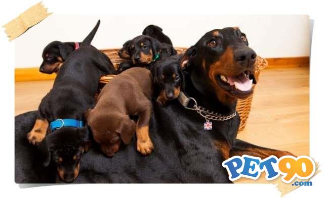 Filhotes graciosos de Doberman