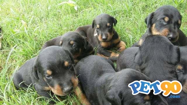 Filhotes graciosos de Doberman