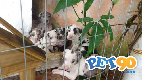 Filhotes graciosos de Dogue alemão