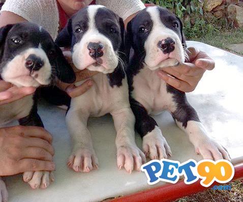 Filhotes graciosos de Dogue alemão