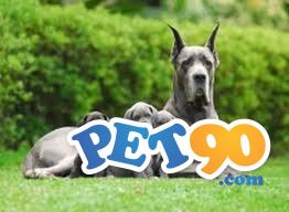 Filhotes graciosos de Dogue alemão