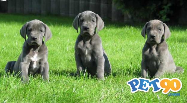 Filhotes graciosos de Dogue alemão