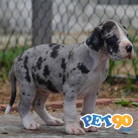 Filhotes graciosos de Dogue alemão