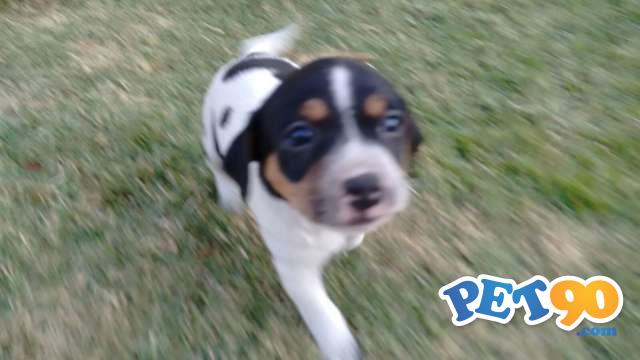 Filhotes graciosos de Fox paulistinha